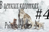 В цепких коготках: Shelter 2 , Рысь кись кись. В цепких коготках: Shelter 2 , Рысь кись кись.